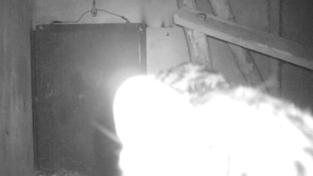 Раненый дальневосточный леопард начал принимать пищу смотреть онлайн