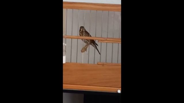 Видео друзей смотреть онлайн