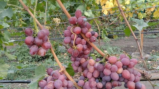 виноград Фаэтон смотреть онлайн