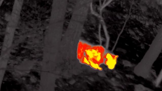 Редчайший леопард в тепловизоре / Amur leopard смотреть онлайн