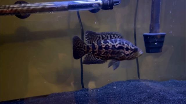Jaguar Cichlid feeding 😤 смотреть онлайн