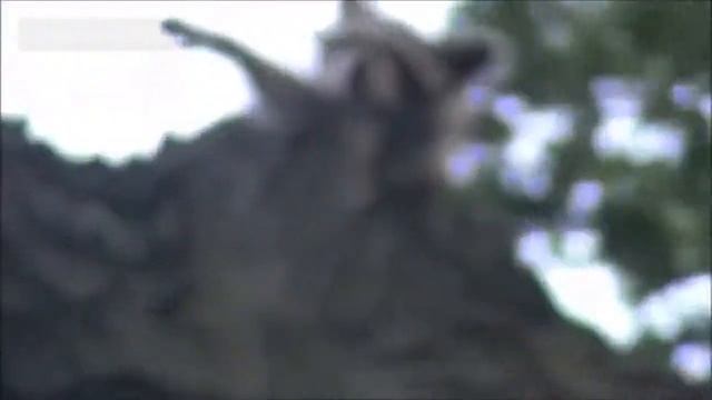 Еноты, еноты, МНОГО енотов ツ Funny Raccoon compilation смотреть онлайн