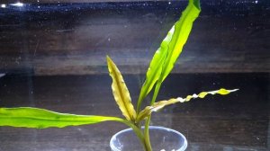 КРИПТОКОРИНА КОСТАТА. Cryptocoryne costata. СЕКРЕТЫ ВЫРАЩИВАНИЯ