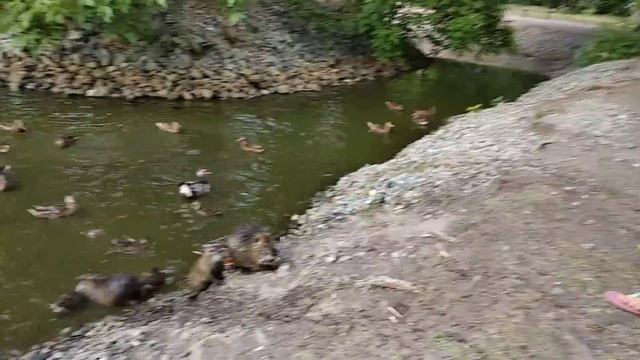 Жизнь кипит у берега пруда. смотреть онлайн