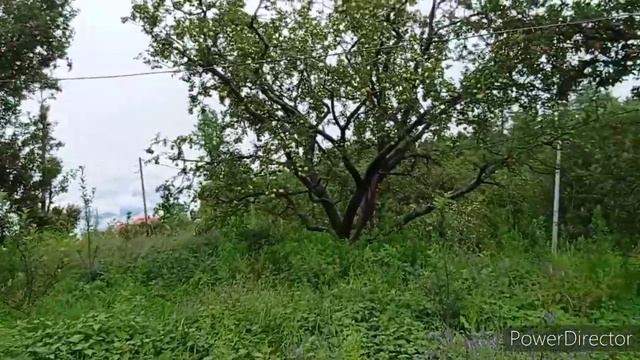 Apple GARDEN ##HIMACHAL_PARDESH смотреть онлайн