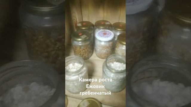 Ежовик гребенчатый, мухоморы, выращиваю, собираю, продаю. в телеграмм @Muhomar смотреть онлайн