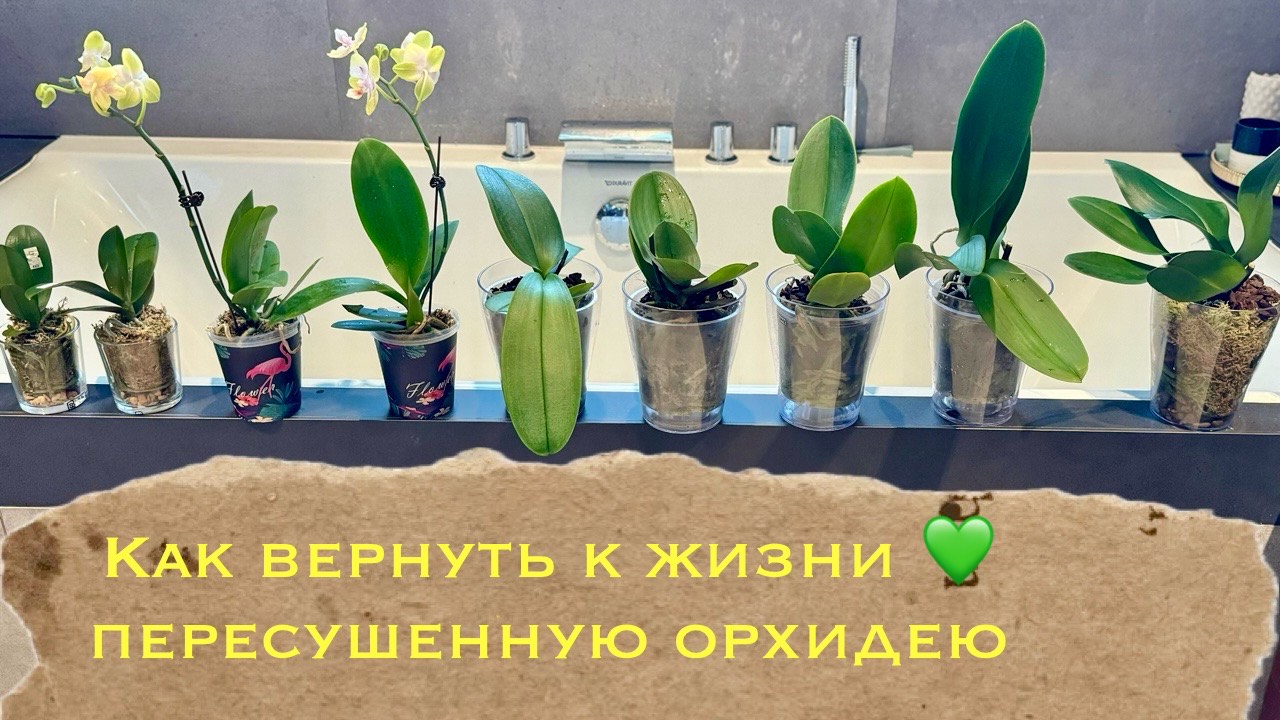 Как восстановить пересушеную орхидею фаленопсис . Дарвин приехал 🔥🧡🤍🫶🏻 смотреть онлайн