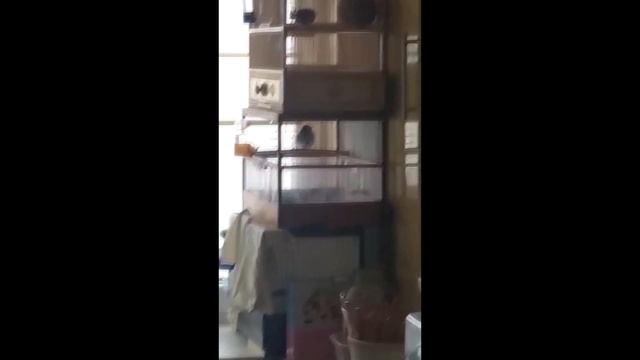 видео друзей смотреть онлайн