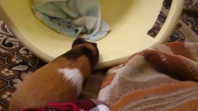 побег морской свинки Букли)))) смотреть онлайн