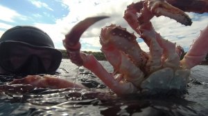 Рыбалка на Кольском полуострове. Часть 2-я. Камчатский краб, подводная охота.