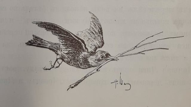 Русская народная сказка. «Про Лису и Дрозда». смотреть онлайн