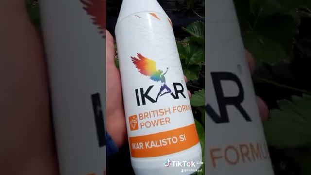 Чем восполнить дефицит калия в ваших растениях? Испытал на своей клубнике. работает на 5+. смотреть онлайн