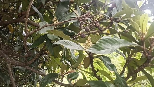 7. Снова на зиму в Абхазию. День седьмой, 13.10.2024.Шашлык - машлык, море и песни смотреть онлайн