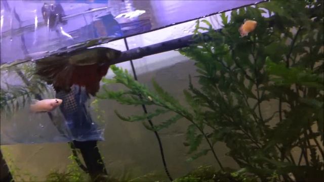 Снова экспериментирую смотреть онлайн