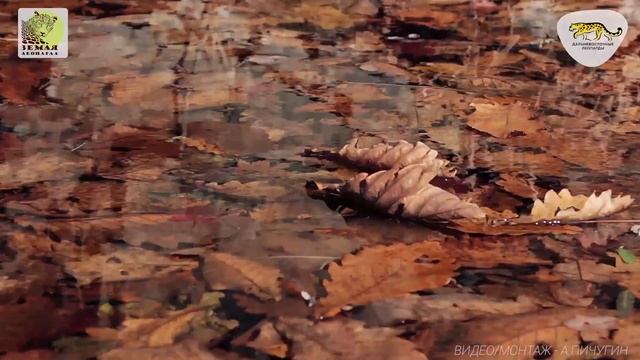 Заповедник Кедровая падь осенью \ Kedrovaya Pad’ Nature Reserve смотреть онлайн