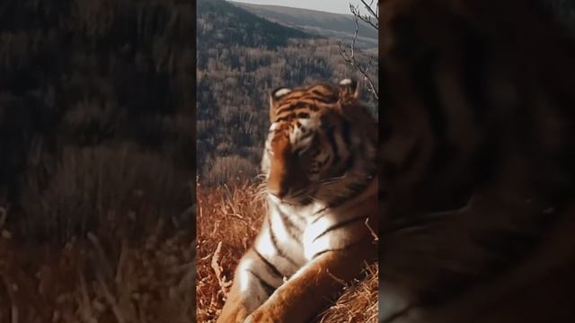 Сегодня удача нам благоволит, ведь в кадре амурский тигр смотреть онлайн