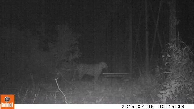 Леопард C поврежденной лапой осваивается в новом вольере
