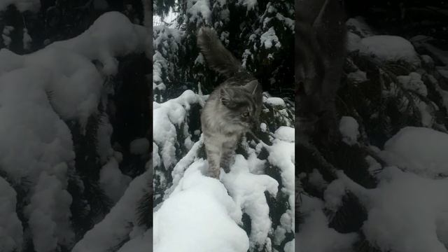 Кот лесовик. живёт в лесу . питается шишками )) смотреть онлайн