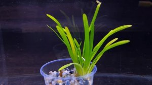 САГИТАРИЯ ПЛАТИФИЛЛА. САГГИТАРИЯ ШИРОКОЛИСТНАЯ. Sagittaria platyphylla. СЕКРЕТЫ ВЫРАЩИВАНИЯ