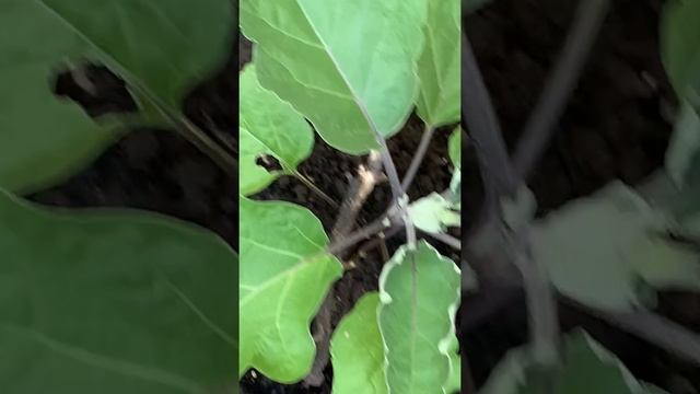 Squirrel eating apple 🍎 in my garden. #funny смотреть онлайн