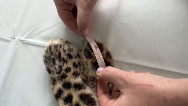 Потерянный котенок дальневосточного леопарда отловлен в Приморье смотреть онлайн