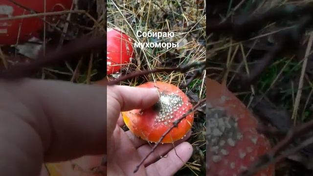 телеграмм https://t.me/Muhomar Собираю мухоморы. смотреть онлайн