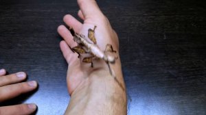 ЖИЗНЬ БЕЗ КОНЕЧНОСТЕЙ. ПОТЕРЯ ЛАПОК У ПАЛОЧНИКОВ