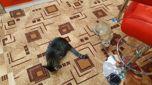 Кот и лазерная указка. Коты играют без остановки смотреть онлайн