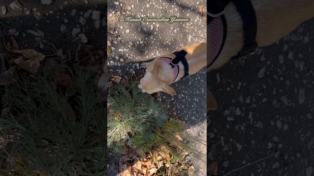 Очень вкусная трава смотреть онлайн