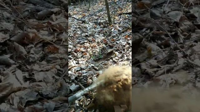 Отбиваюсь от неизвестного лесного существа. смотреть онлайн