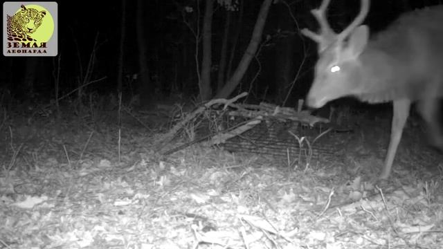 Барсуки и лисы проходят медосмотр на «Земле леопарда»\Medical examination for badgers and foxes смотреть онлайн