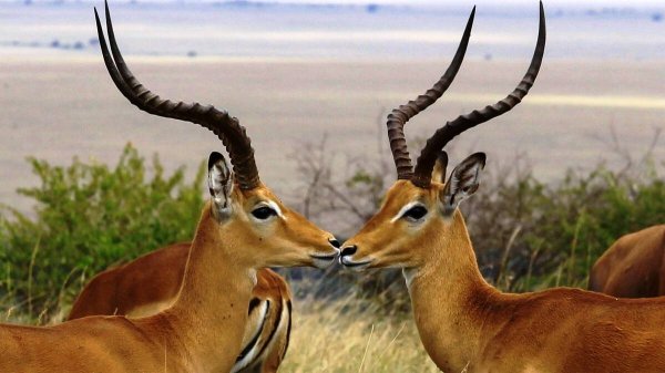 586 Ojos Negros ( Tango )