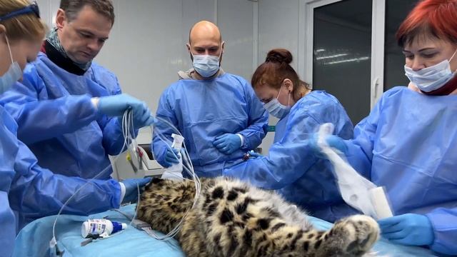 Осмотр спасенного котенка леопарда Leo 260M смотреть онлайн