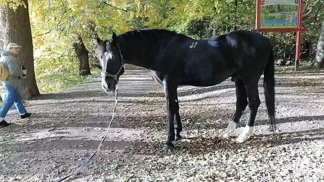 прогулка с конём по осеннему парку смотреть онлайн