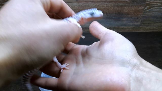 ЛИНЬКА ЭУБЛЕФАРА. НЕПРАВИЛЬНЫЕ ЛИНЬКИ. ПРИЧИНЫ И ФАКТОРЫ.