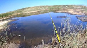 Мощная Атака Змееголова - ловля на спиннинг #змееголов #2023 #рыбалка #top #fishing