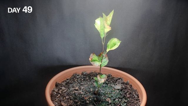 Growing Apple Tree From Seed Time Lapse (108 Days) смотреть онлайн