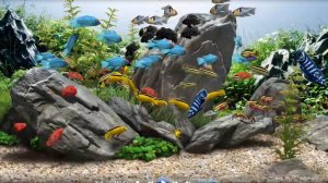 Аквариум. Видео 4К.