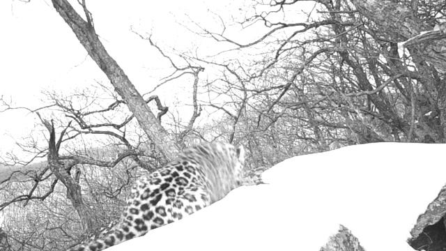 Мороженное для леопарда \ Ice cream for amur leopard смотреть онлайн