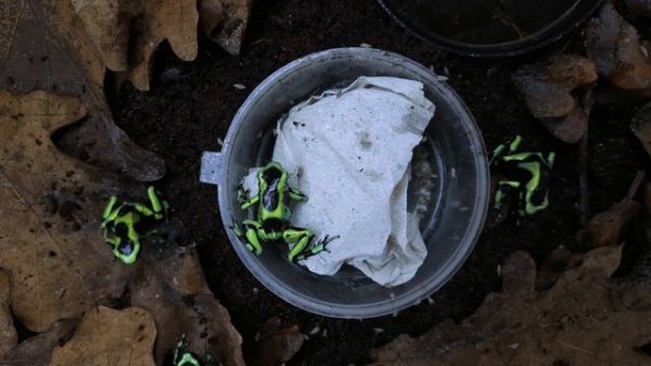 ДЕНДРОБАТИСЫ ЕДЯТ ФРУКТОВУЮ МУХУ. Dendrobates Auratus eating fruit flies