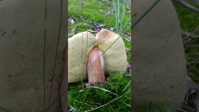 Грибное порно. смотреть онлайн