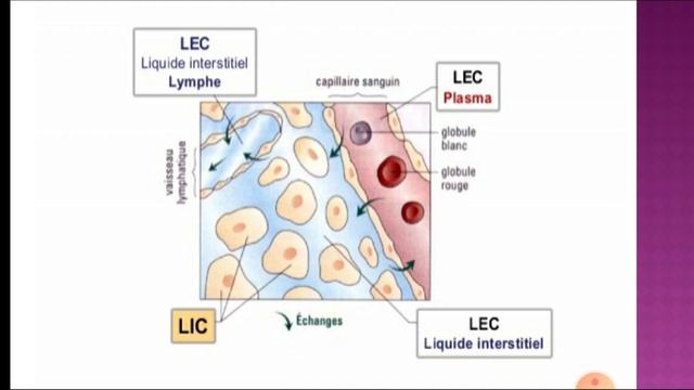 Milieu intérieur Dr SELOUANI смотреть онлайн