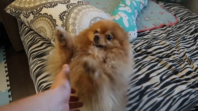 VLOG: ДАНЯ УЧИТСЯ ПОЛЗАТЬ / КАКАЯ ЭТО ЯГОДА? 09.07.2020