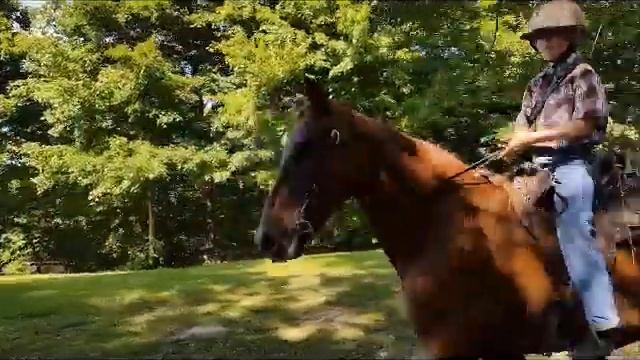 SOLD "Harry Generator" 2001 Reg Tennessee Walker Gelding - Kid and Family Friendly - Show Trail смотреть онлайн