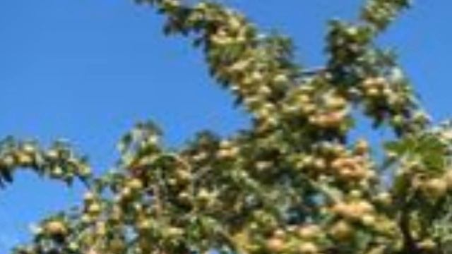 Extinct Apples and the Golden Age of American Pomology смотреть онлайн