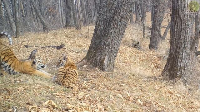 Проделки тигрят-тройняшек засняли на Земле леопарда смотреть онлайн