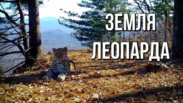 Дальневосточный леопард - дикая кошка из Приморья смотреть онлайн