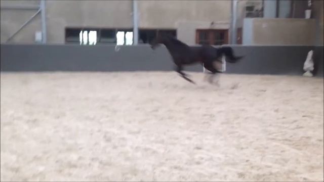 4 year old westpoint x Lancelot dressage & jumping youngster смотреть онлайн