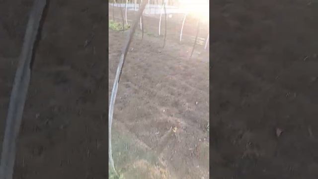 очередной день работы. делаем теплицы для клубники. #клубника #теплица #2024 #дача #огород #лето смотреть онлайн