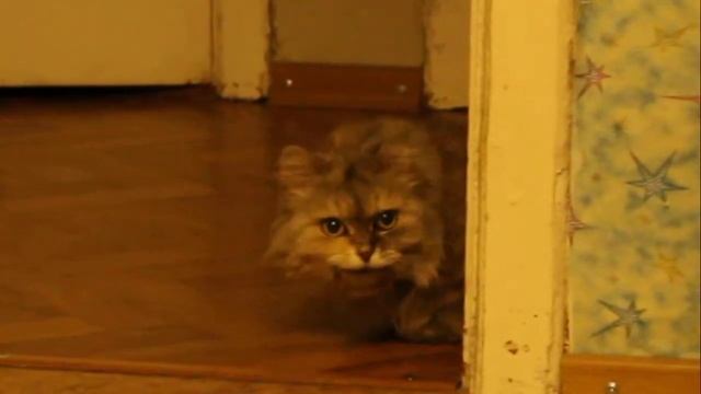 кошка орет с соской.mov домашняя кошка Пуша смотреть онлайн